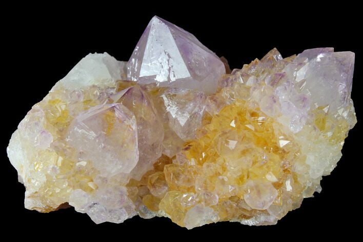Cactus Quartz (Amethyst) Crystal Cluster - South Africa #132495